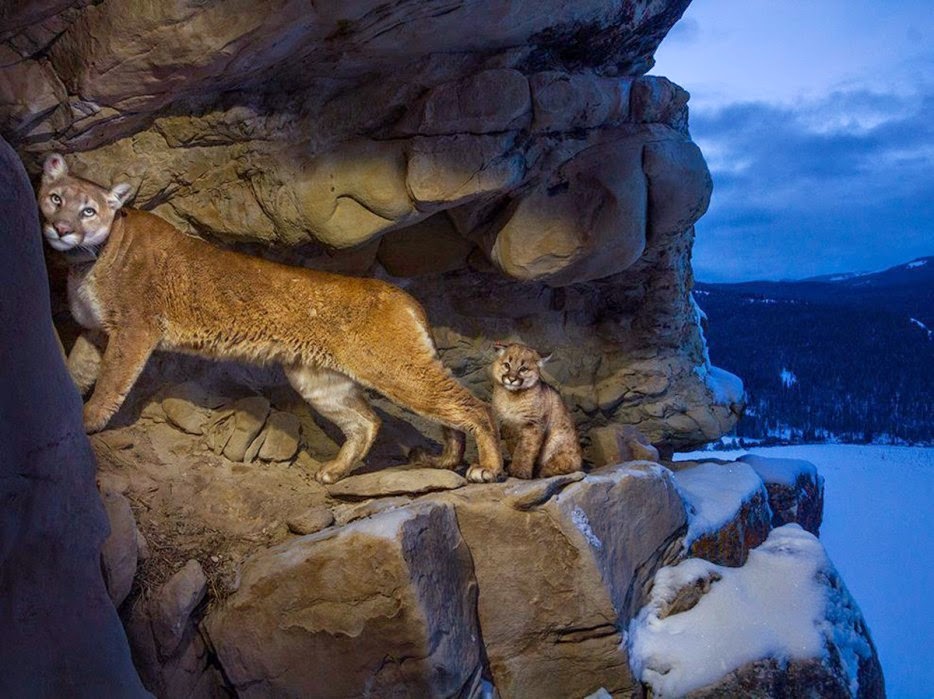 50 Powerful Photos Capture Extraordinary Moments In The Wild